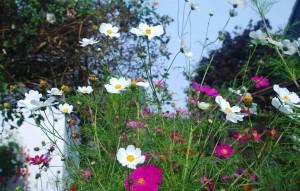 fiori2slim